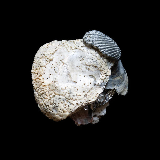 Seashell Incense Holder 01